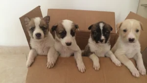 חיים בריא: האם חיית המחמד שלכם מסוכנת?