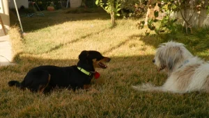 סלב על 4: תכירו את מקס!