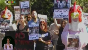 אורנה בנאי ממשיכה להיאבק למען התרנגולות