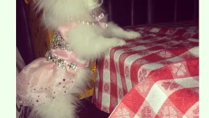 הכלבים הכי פופולאריים באינסטגרם