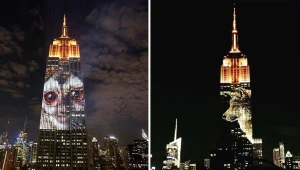 מדהים: חיות פרא השתלטו על ניו יורק