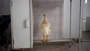 מדהים: רומניה כפי שמעולם לא ראיתם