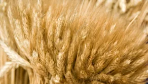 החיטה: הדגן הגורם מספר 1 להשמנה
