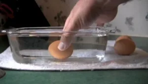 צפו: כך תדעו אם הביצה שלכם טרייה