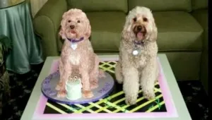 צפו: איך מכינים עוגה בצורת כלב