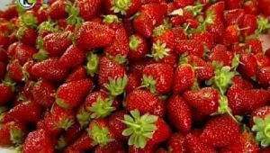 אדומה שלי - יקרה שלי