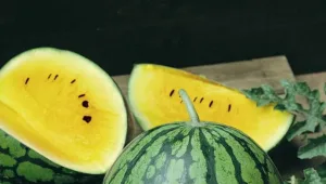 פרי חורף חדש: אבטיח כתום