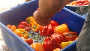 מתכון למהפכה • מבשלים במטבח ברוטשילד