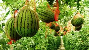 חידושים בצלחת