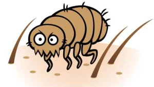 10 דברים שחייבים לדעת על כינים