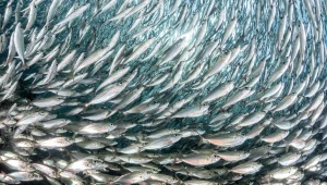 הצינור 20.02.18: אתגר הסלמון המגוחך