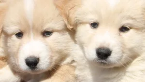 הצינור 15.02.16