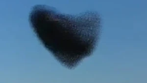 צינור לילה 16.02.13