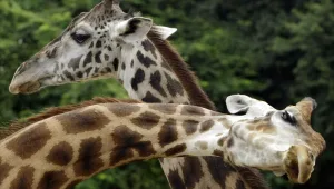 צינור לילה 05.01.12