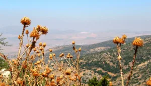 צינור לילה 10.07.12