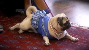 קליפ הפרידה של סטייסי