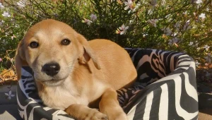 אורלי וגיא: לקראת עונת הנסיעות - חילופי בתים לכלבים