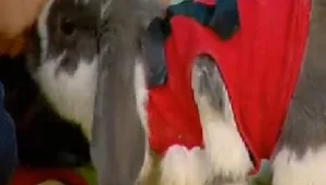 אורלי וגיא: צפו בארנב שמתנהג כמו כלב