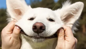 אורלי וגיא: מיגון לבעלי חיים בשעת חירום