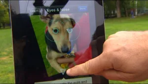 למצוא את רקסי: זיהוי פנים לכלבים