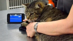 אפליקציית אייפון: בדיקות אק"ג לחתול