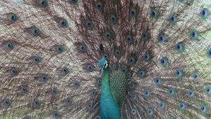 טווס אוטומטי: מתי מותר להעלות חיות מחמד למטוס?