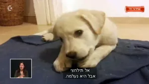 בעקבות תחקיר הכלבים שלא שבו מהפנסיון: המשטרה נכנסת לתמונה