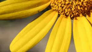 רונה אוהבת את תומר: ''הוא מטריף את החושים''