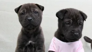 הכי ויראלי: חייל הביטבוקס ופדיחות כלבלביות