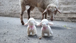 הכי ויראלי: הקטעים שעושים גלים ברשת