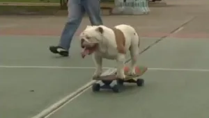 הכי ויראלי: סיוון אברהמי עם הסרטונים הלוהטים של היום