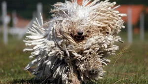 צפו: הכלב הכי פחדן בעולם