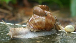 האם חילזון ענק עומד לערער את קיומנו?