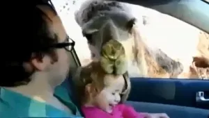 קורע! אורח לא מנומס במיוחד