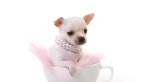 צ'יוואווה, הו בידי בם בם