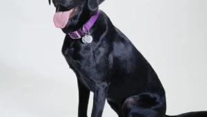 כלבי אשמורת, גרסת עוטף עזה