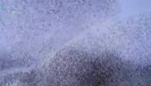 תיעוד מדהים: זרזירים במופע עוצר נשימה