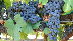 מונחי יין למתחילים