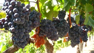 זני ענבים: שיראז, גראנש ומורבדר