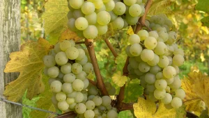 זני ענבים: ריזלינג - יין עם חיי נצח