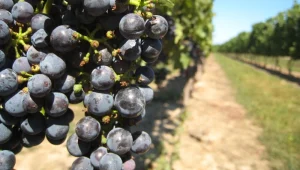 זני ענבים: פינו נואר