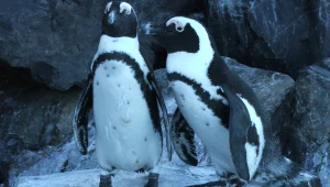 טיול יין בדרום אפריקה