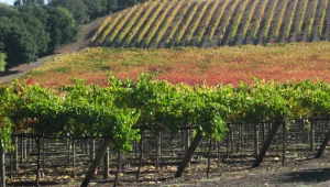 טיול יין בקליפורניה - ארה"ב