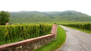 טיול יין באלזאס - צרפת