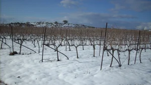 סיור יקבים ברמת הגולן