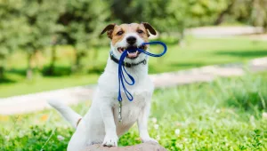 כך כלבים מסייעים בטיפול רפואי להלומי קרב