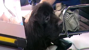 הכלב הראשון בישראל עם פרוטזה