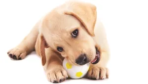 בישראל מעדיפים לקנות מאשר לאמץ