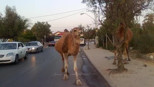 סכנת חיים: עדרי גמלים משוטטים בנגב