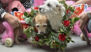 רוצים שכלבכם ילווה אתכם לחופה?